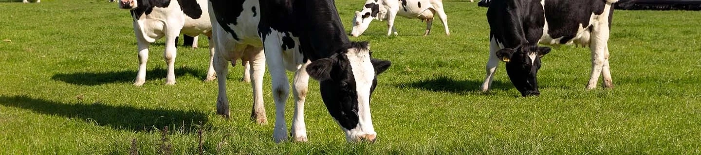 Fonterra's cloud-first transformation with Oracle Cloud Infrastructure